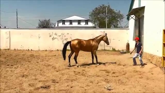 Невероятна красота!!! Удивителното обучение на едни от най-красивите коне в света