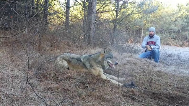 Ловец проявява хладнокръвност , освобождава озверял вълк хванат в капан !  