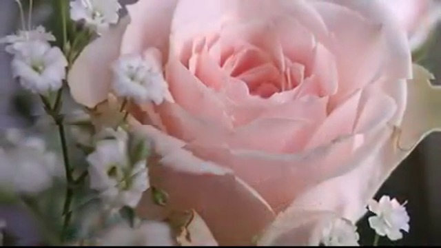 .♥.Танго .♥. Бели Рози!!! .♥..ღ♥ღ...