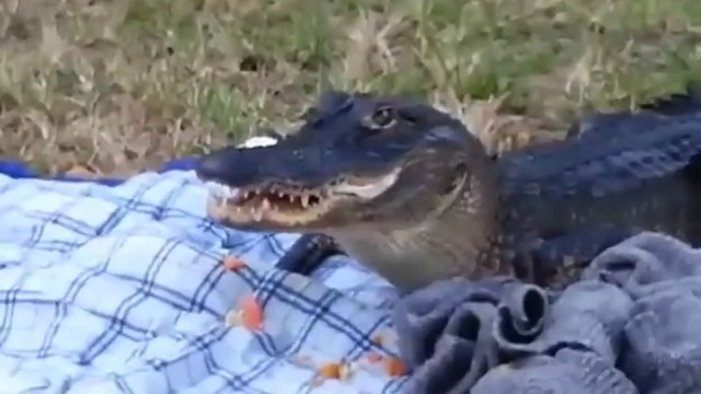 Не е ли много сладък!! Хората отидоха на пикник, а алигаторът им изяде храната