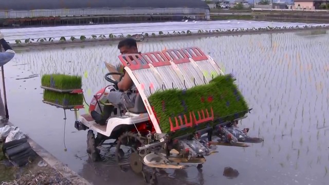 Вижте как се сади ориз с модерни машини в Япония (ВИДЕО)