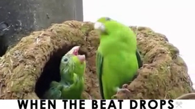 Сладки папагалчета се забавляват в ритъм на любима музика (ВИДЕО)