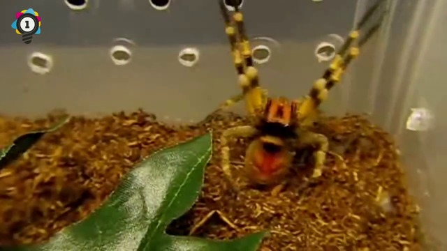 Кои са 10-те най-отровни паяка в света!?