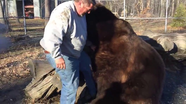 Невероятно!!! Мъж си играе с огромна мечка!