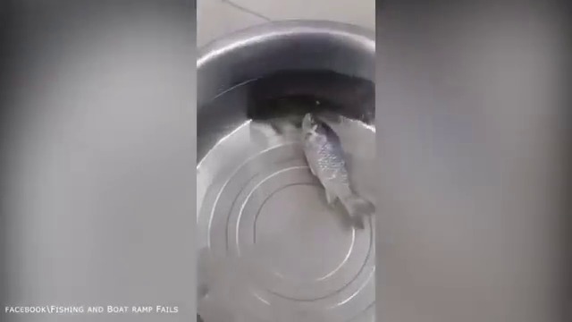Рибар извади замразена риба от камерата и тя се съживи  
