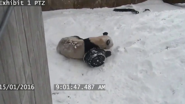 Сладка панда си играе с леген :d