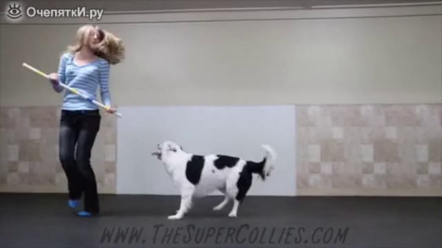 Куче танцува великолепно с готината си стопанка  