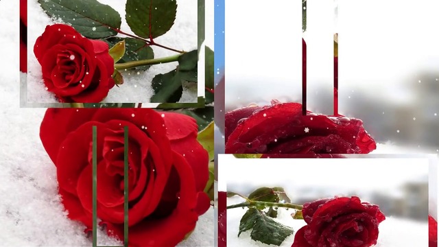 Снег на розах  
