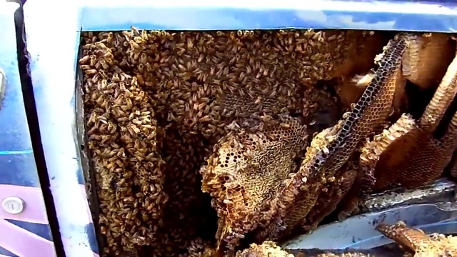 Мъж сваля калниците на джипа си и намира стотици пчели!