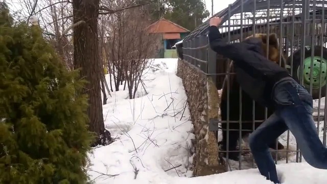 Пиян руснак реши да премери силите си с мечка (Видео)