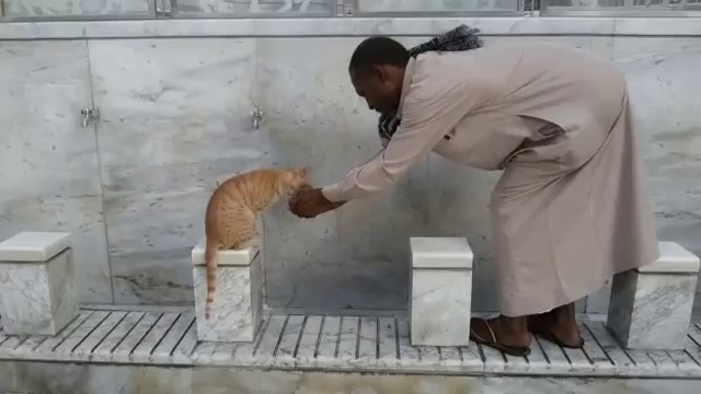 Вижте котка пие вода от ръката на добър човек (ВИДЕО)