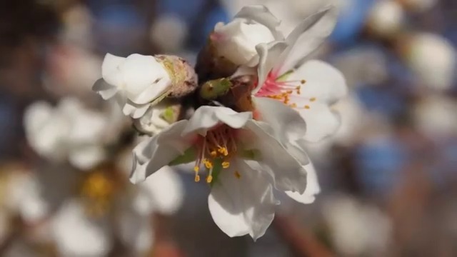 Пролет във Варна 2016 г. Бадемите разцъфтяха