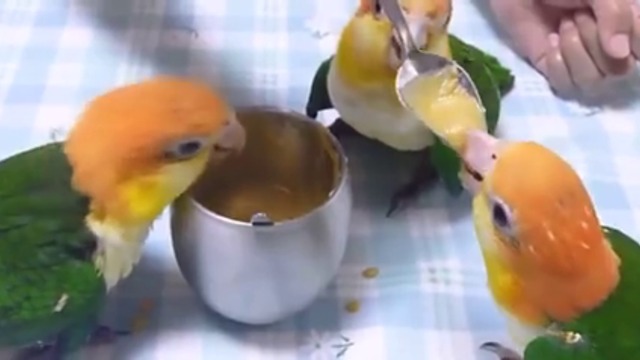 Обяда на папагалчетата :)