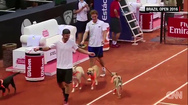 Кучета гонят топките на тенис турнир