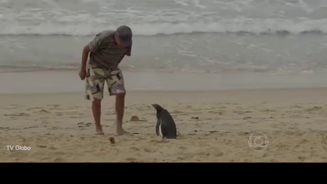 Пингвин се завръща 5 години при спасителя си