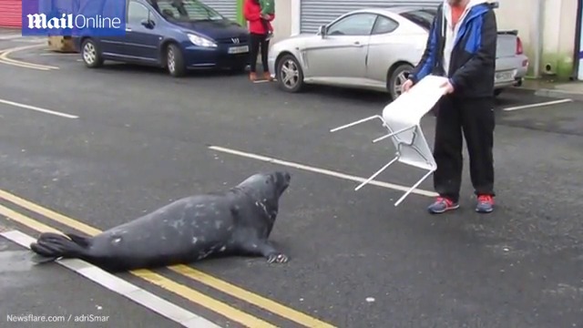 Тюлен търси риба и блокира улица в ирландско градче, стана хит в Мрежата (ВИДЕО)