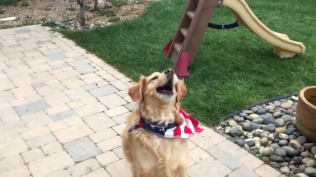 Куче се учи да лови храна