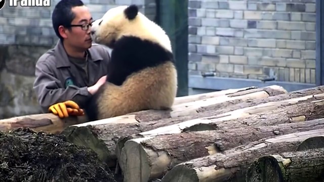 Вижте как пандата го целуна гушна и облиза и си направи селфи (ВИДЕО)