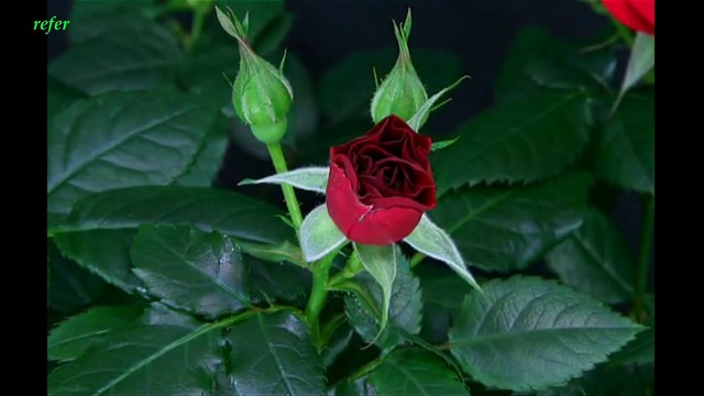 Червени рози цъвтят  