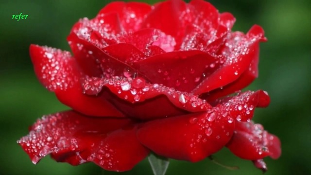Красиви Рози - Честит празник 8 март  