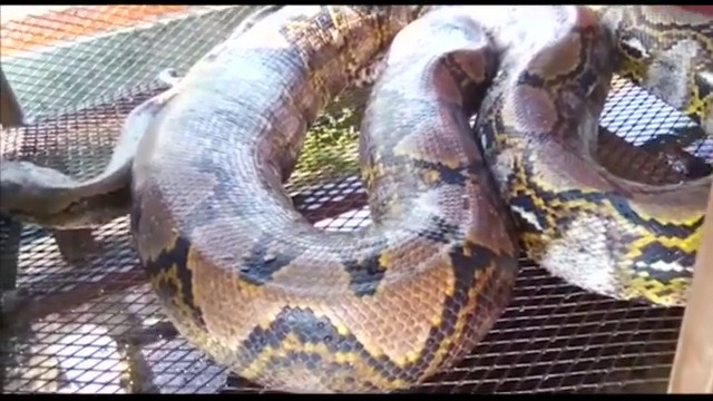 Хванаха змия, дълга почти 8 метра