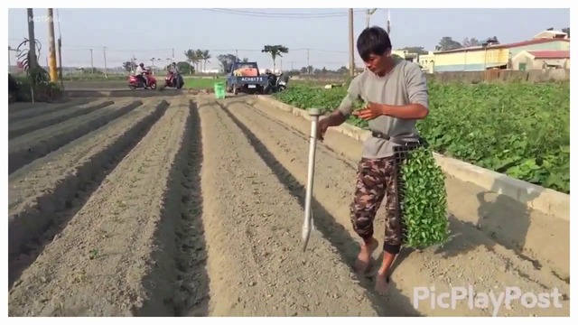 Уникално! Вижте Как се сади пипер в Китай (ВИДЕО)