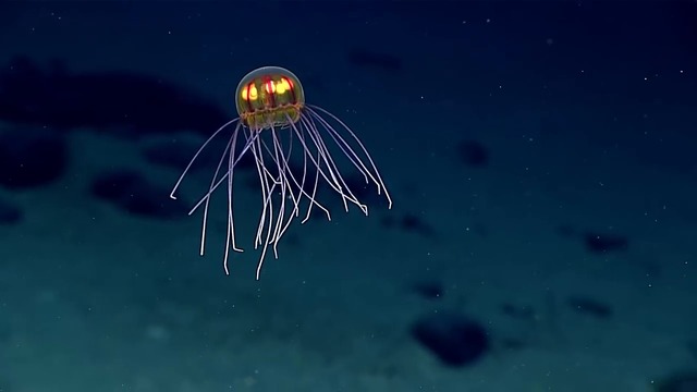 Нов вид медуза е открита в Марианската падина