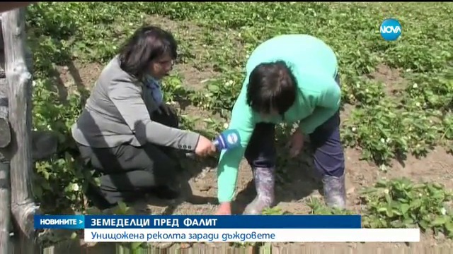 Проливни дъждове унищожиха реколтата - Десетки земеделци в Родопите са пред фалит