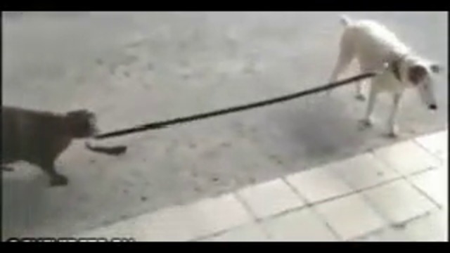 Вижте котка разхожда кучето!!! Не всеки ден се вижда това (ВИДЕО)