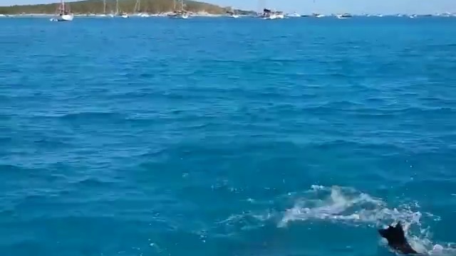 Невероятно! Черно куче се учи да плува с делфин - Вижте как се забавляват
