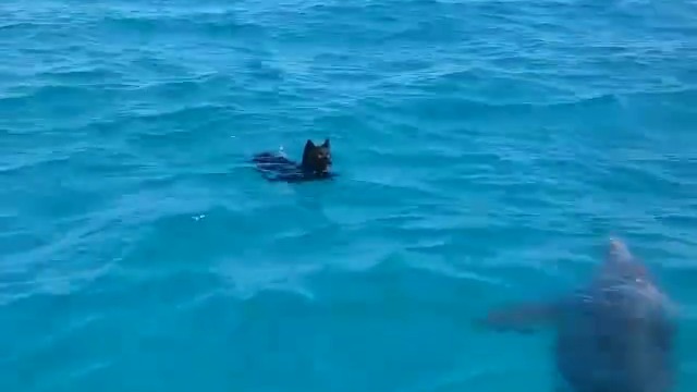 Коте си играе с делфин - Вижте как се забавляват