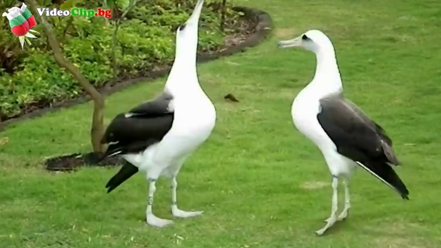 Албатроси Любовният танц на ухажването
