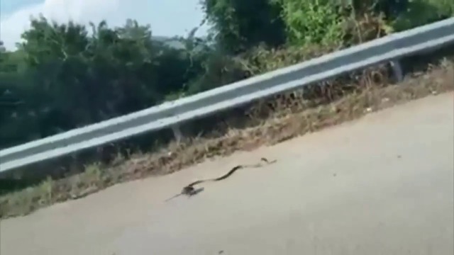 Плъх напада змия за да защити децата си .