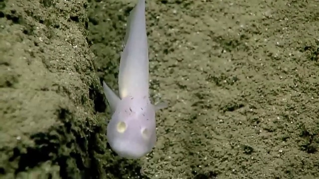 Риба - призрак в Тихи океан