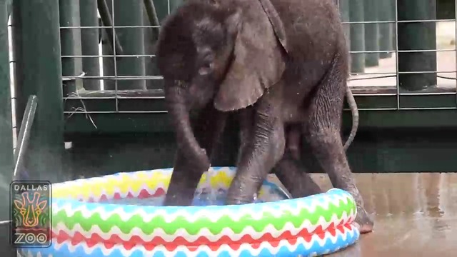 Малко слонче се къпе в басейн .