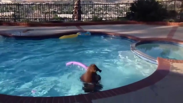 Неканена гостенка - Мечка се охлажда в басейн .