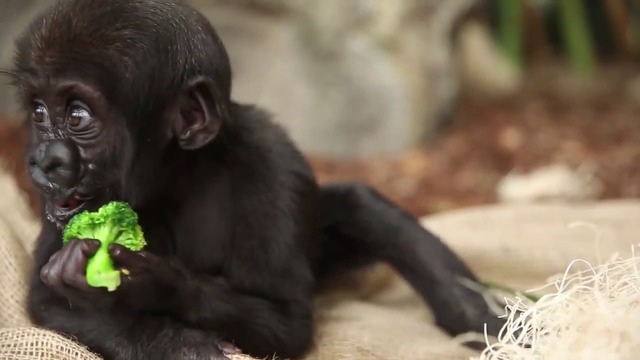 Бебе горила хапва броколи .