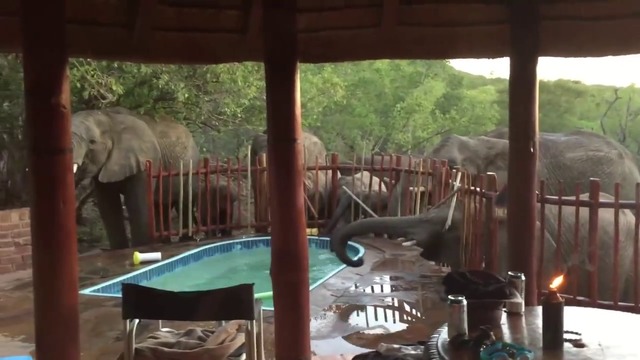 Слонове развалят семейната вечеря , край басейна .