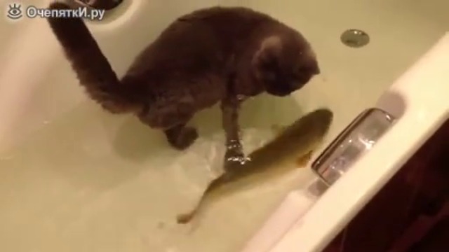 Котка и риба в една вана !