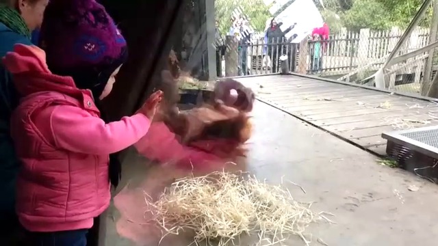 Орангутан танци брейк  .