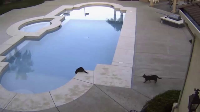 Котки на басейн