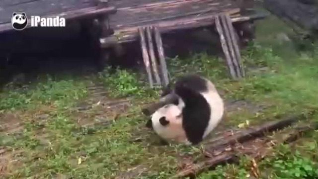 Кунг фу панда