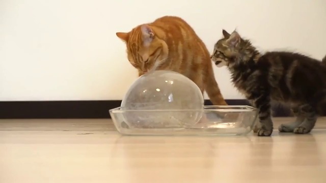 Котки и ледена топка