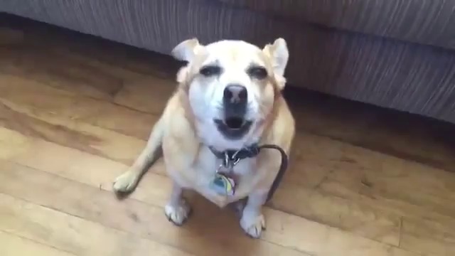 Куче пее заедно с музиката
