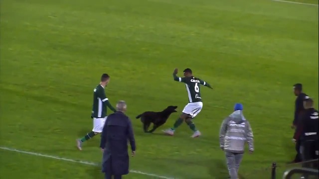 Куче погна футболист по време на мач