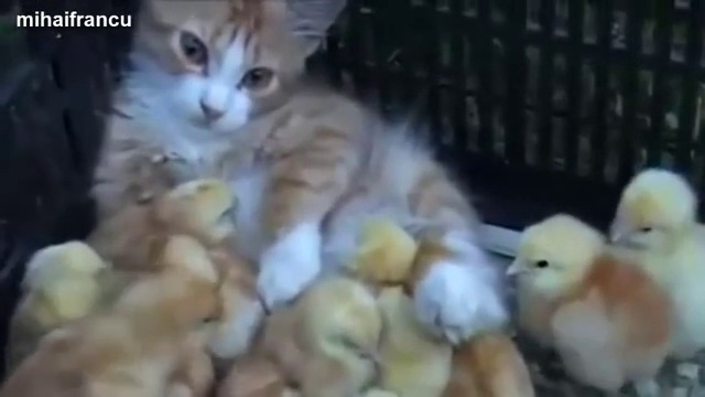 Котка се грижи за малки пиленца (ВИДЕО)