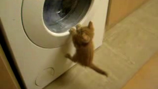 Малко коте и пералня - Много смях (ВИДЕО)