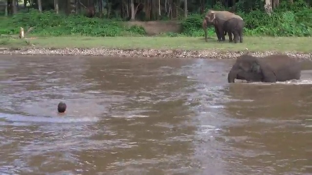 Реакцията на слон ,когато вижда давещия си дресьор!
