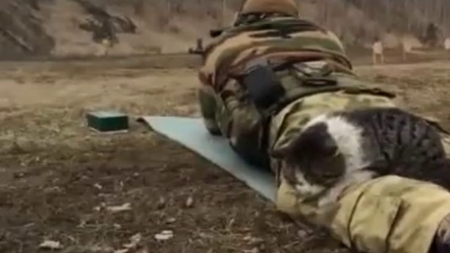 Армейско коте