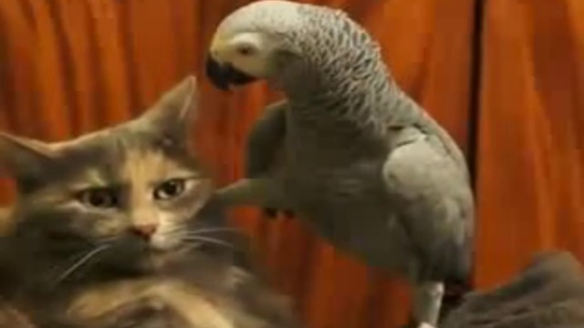 Нахален папагал тормози котка (ВИДЕО)